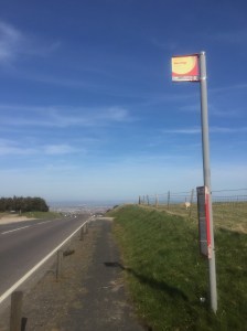 A bus stop sign and empty road. The sky is very blue, and there is a sheep grazing inside a fence around a green pasture.