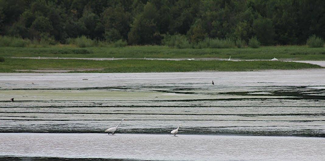Great egrets wade in wetlands at Smith and Bybee. Smaller black birds can be seen in flight over the water.